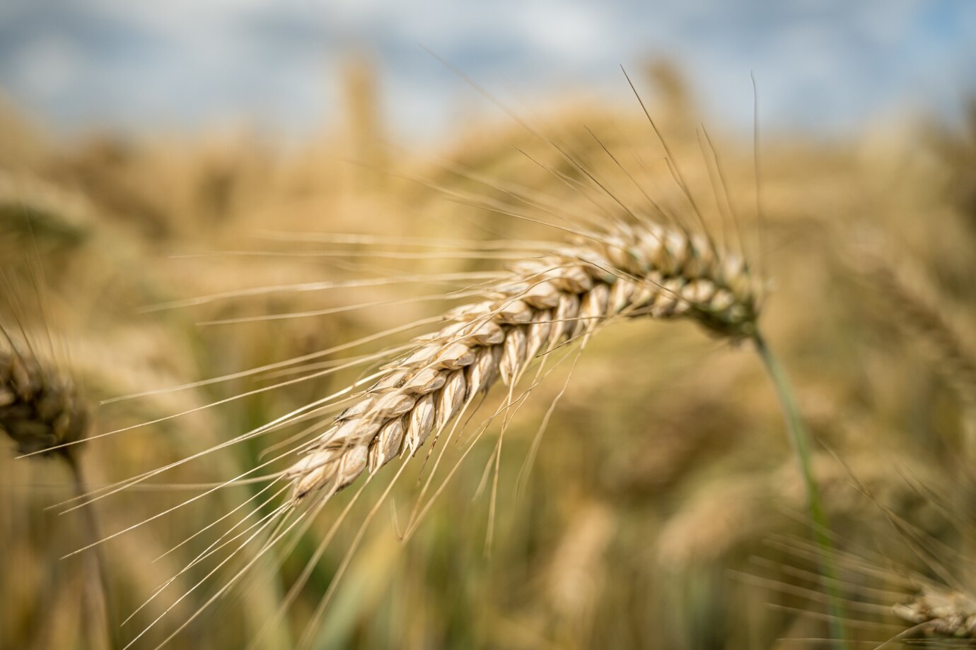 disparo-enfoque-selectivo-rama-grano-cebada-campo_181624-42927.jpg