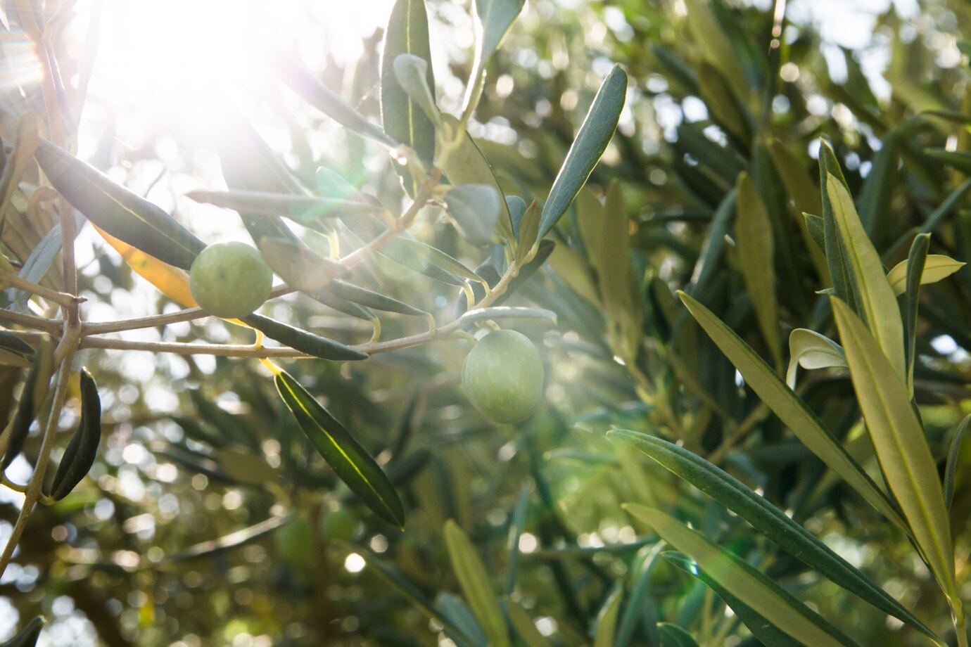 olivos_1182-834.jpg